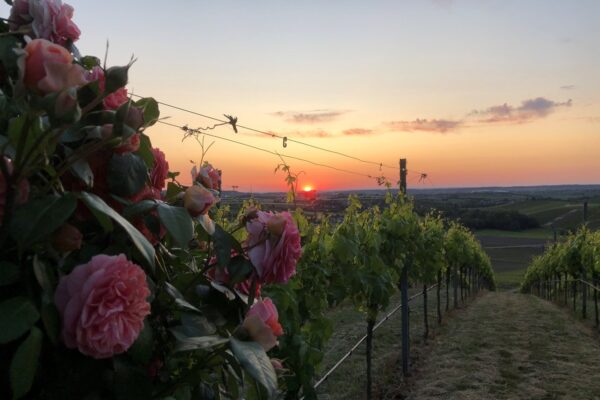Sonnenuntergang im Weinberg