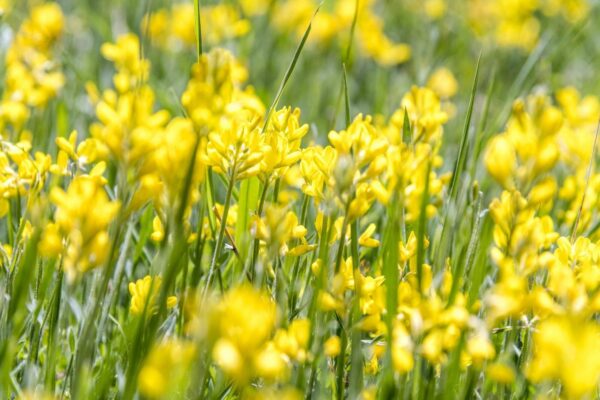 Wanderung: Heilpflanzen am Schnitterinnenfest